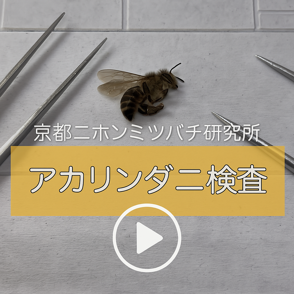 アカリンダニ検査の解説動画